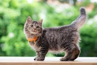 KEDİLERİN TARİHİ