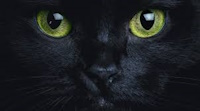 KARA KEDİ NEDİR?